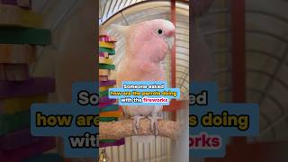 How Are The Parrots Doing With The FIREWORKS?