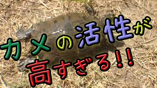 鯉を釣りに行ったら亀のやる気が凄すぎて餌をことごとく持ってかれた