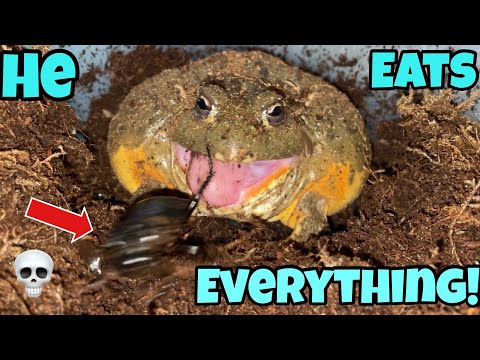 African giant bullfrog (pixie frog) Eats EVERYTHING!!!