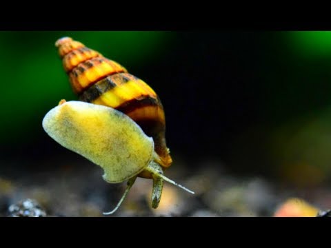 Assassin Snail Care Guide - THE TRUTH ABOUT THIS KILLER!