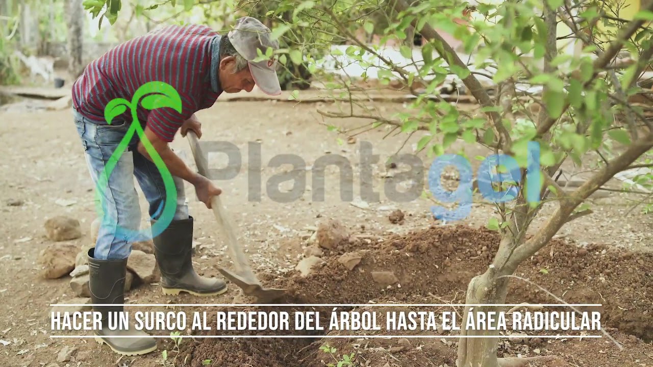 Como usar Hidrogel Agricola - Poliacrilato de potasio - Plantagel