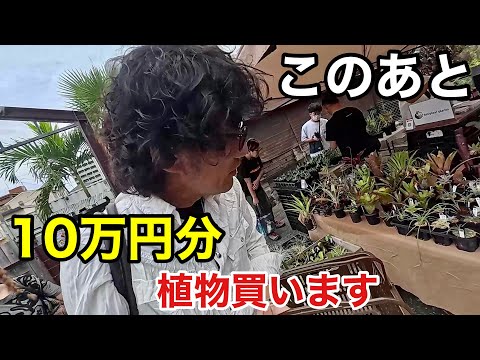 園芸 バーバートンラグワート