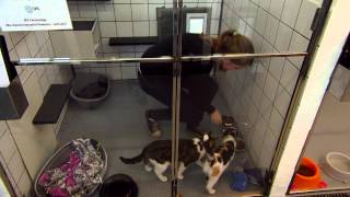 Dierenopvang Eindhoven zit tjokvol: baasjes gezocht voor katten