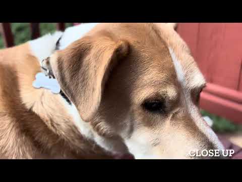 Language Film Project