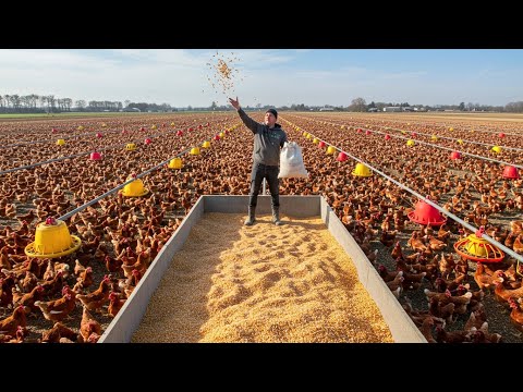 This Man Raises 70,000 CHICKENS Running Free on his Farm