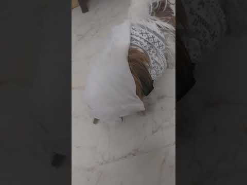 Shampoo be like : behave randhir ❤️😂