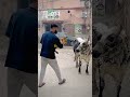 Lion And Cow Fight Lion Shots Cow Attack UsamA S Tigers