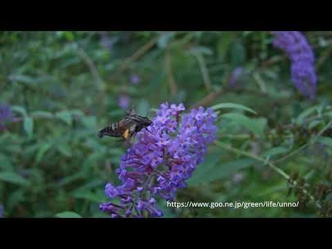 ホシヒメホウジャクの吸蜜