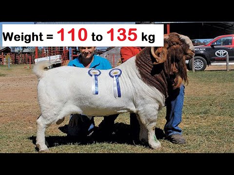 , title : 'Boer Goat Characteristics | Best Goat Breed In The World | Most Efficient Goats Breed Of The World |'
