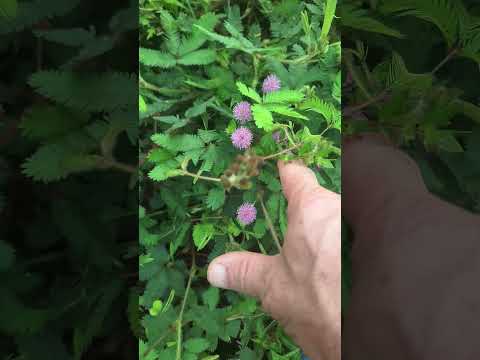 Você conhece essa plantinha? Aqui em Itati no RS, a conhecemos por dorme-dorme!