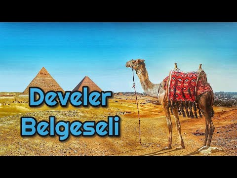 Çölün Sessiz Kahramanları: Develerin Büyüleyici Dünyası #belgesel #deve #hayvanlar