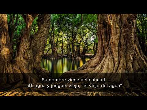 El ahuehuete, Árbol Nacional | Comisión Nacional Forestal | Gobierno ...