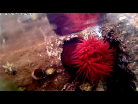 TOMATE DE MAR (Actinia Equina)