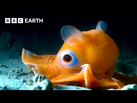 🔴 LIVE: Wild Animals: Most Incredible Moments Caught on Camera | BBC Earth