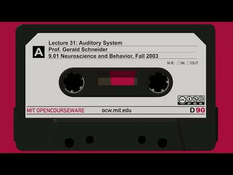 Lecture 31: Auditory System