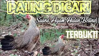 Download lagu PALING DICARI√|| SUARA AYAM HUTAN BETINA. TERBUKTI mp3