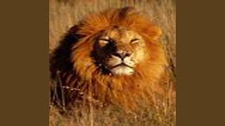 Keep Your Head to the Sky