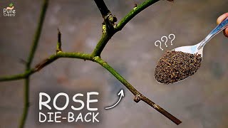 5-CAUSES of Rose Dieback Disease! (CURE This Way)
