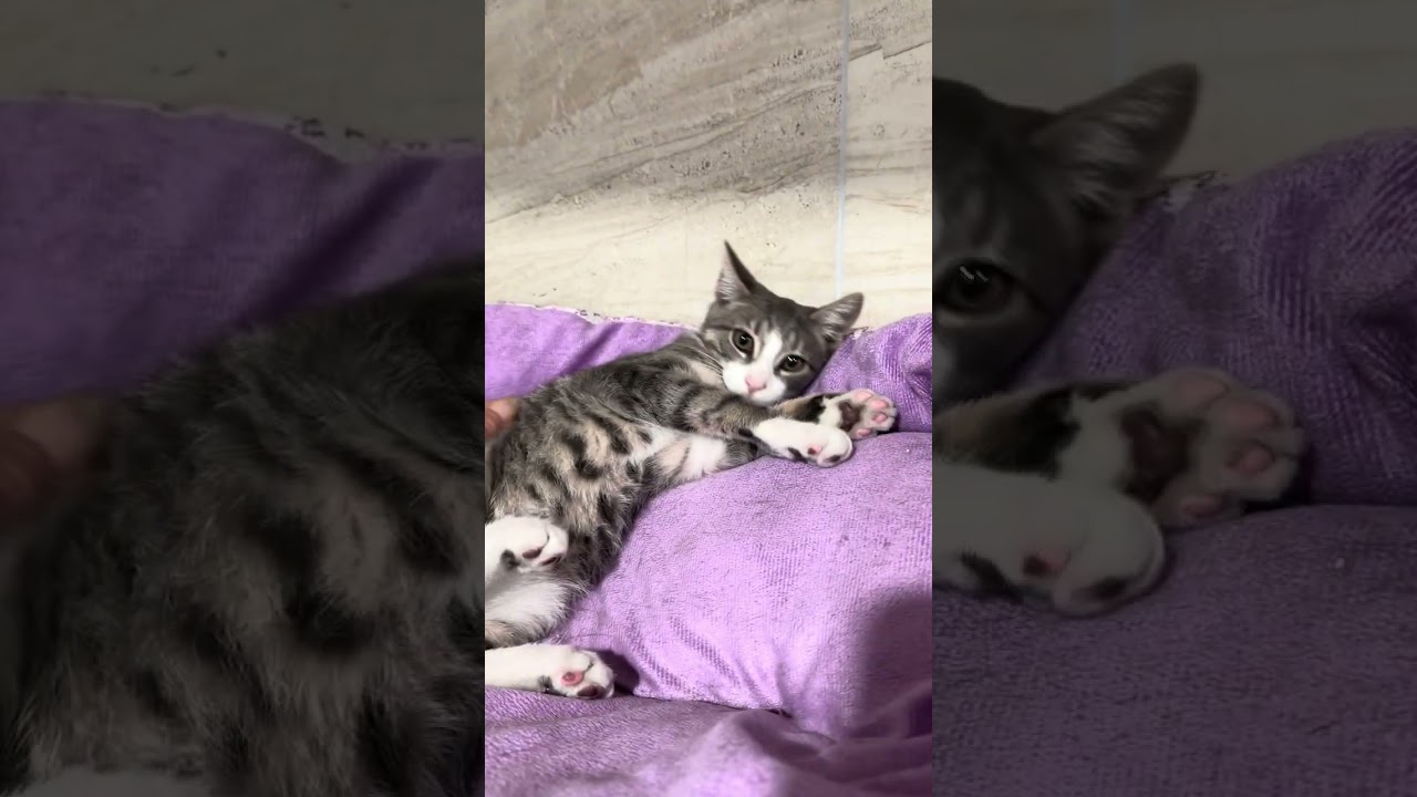 Enlarge Sterling, an adoptable Domestic Short Hair in Manhasset, NY video 4/4