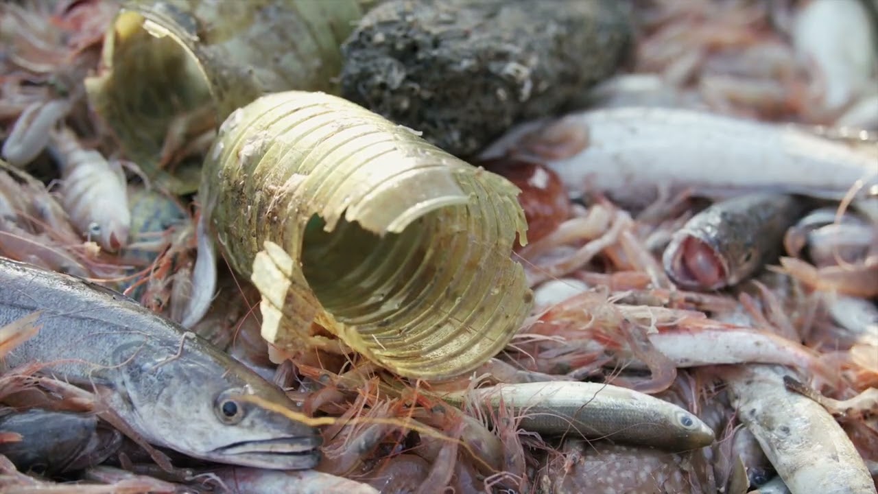 Fishing for Litter — Official Trailer