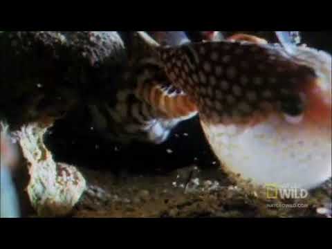 Pufferfish vs Moray Eel