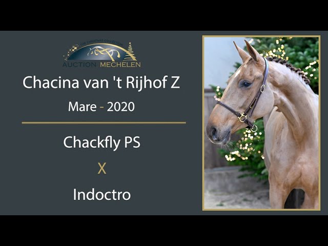 Chacina van 't Rijhof Z