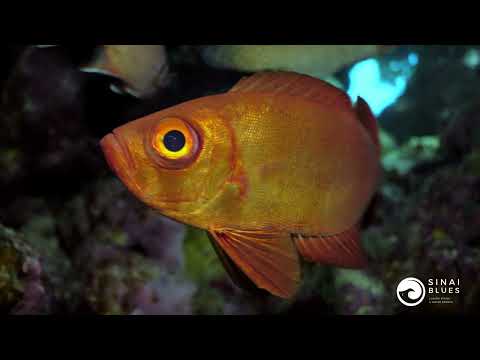 Four Seasons House Reef - Sharm El Sheikh - Red Sea Marine Life - Scuba Diving 🤿 Egypt