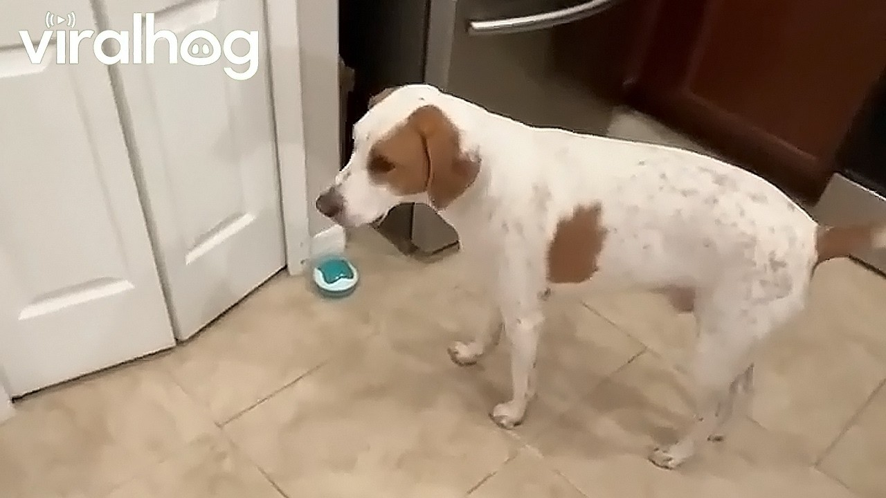 Dog Asks for Treat With Talking Button || ViralHog