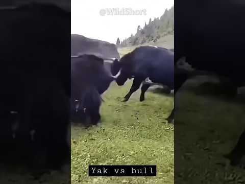 Yak vs Bull | The biggest and most aggressive bull in the world! #yak #bull #fighting