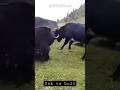 Yak Vs Bull The Biggest And Most Aggressive Bull In The World Yak Bull Fighting