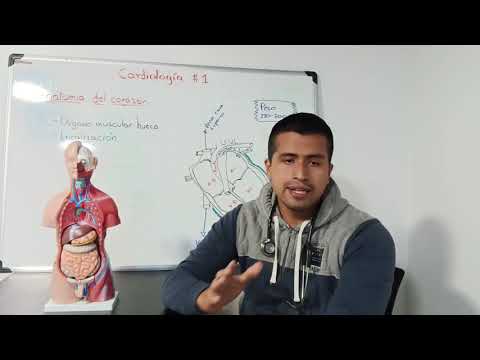 Curso de Cardiología #1 - Anatomía del corazón (Parte 1)