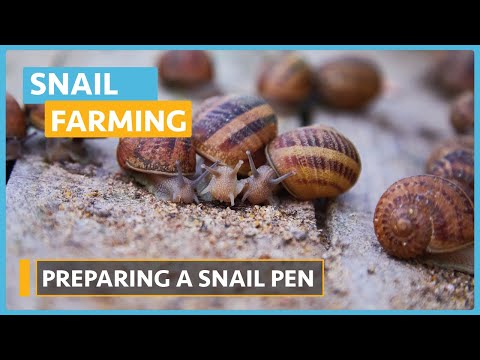 Snail Farming Lesson 1 Introduction