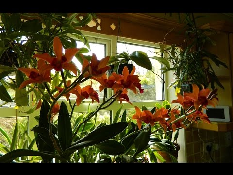 Monster Cattleya - What Happens to the Greedy ! (sous-titré en français)