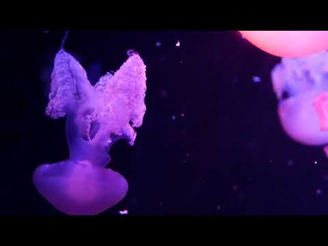 Incrível aquário de água-viva em 4K dormir relaxar música de meditação 4K UHD Screensaver 2