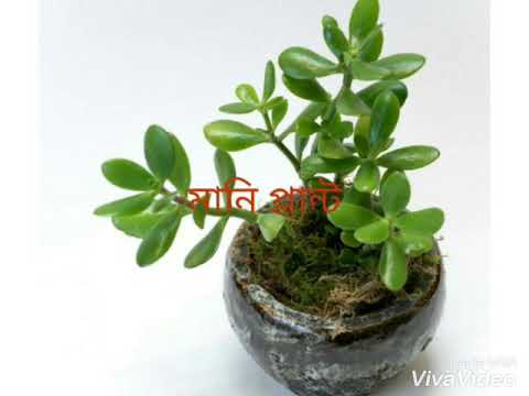 ইনডোর প্লান্ট