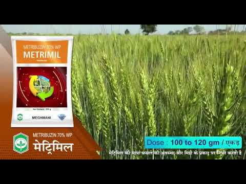 Ad:- wheat weedicide control mitrimil aura 58 Milwin वि- गेहूं खरपतवार नियंत्रण मिट्रिमिल ओरा मिलवीन