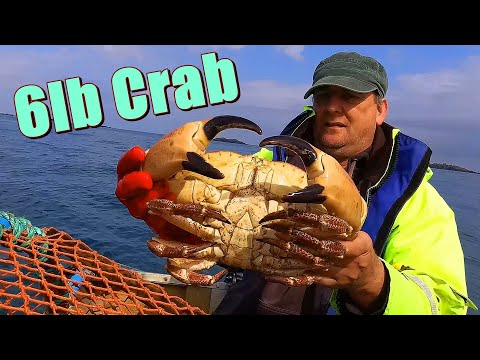 Third Haul What a Beast 6lb Brown Crab From The Dinghy Plus Lobster & Spider Crab 2024