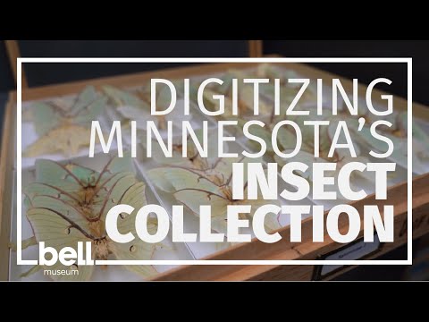 Digitizing Minnesota's Insect Collection: Robin Thomson