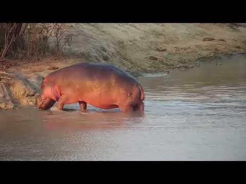 Djuma: Hippo getting a little more active - 16:49 - 08/21/2023