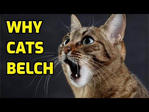 Why Does My Cat Keep Burping?