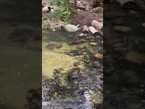 the creek leading from the lake and the bridge to the hiking trail