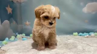 ハーフ犬の動画01