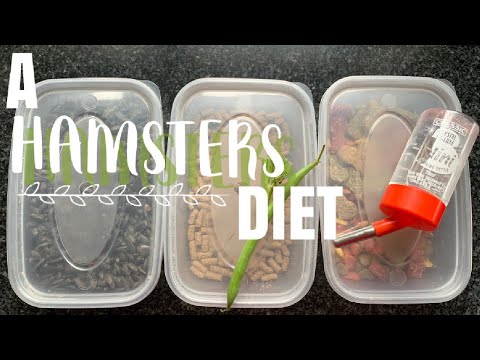 YOUR GUIDE TO A HAMSTER’S DIET || Simple & Basic