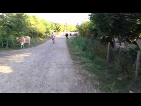 Blagesti vaslui. Romania. .Baby Cowo. .o nonica