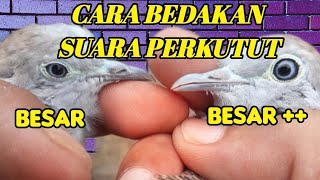 Download lagu CARA MENGETAHUI SUARA PERKUTUT BESAR N PERKUTUT SUARA BESAR mp3 Download lagu CARA MENGETAHUI SUARA PERKUTUT BESAR N PERKUTUT SUARA BESAR mp3