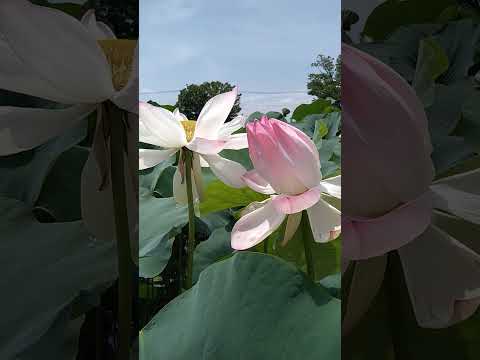 インドライラックは霜を恐れますか？フランスのどこでも栽培できるのでしょうか？  庭園