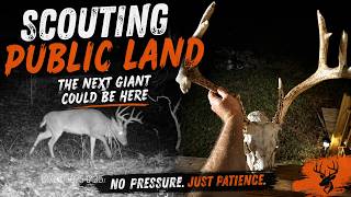 Alabama Public land scouting for 2026-2027 deer season. Find a big buck! Acorns are dropping!!!