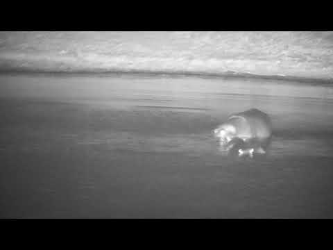 Hippo Interactions Part 1 on night of 11/13/25