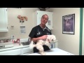 Best Flea Medicine For Dogs Allergic To Fleas