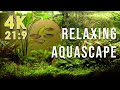 Beautiful Relaxing Natural Aquascape In 4K 21 9 With Nature Sounds Fish Tank Aquarium